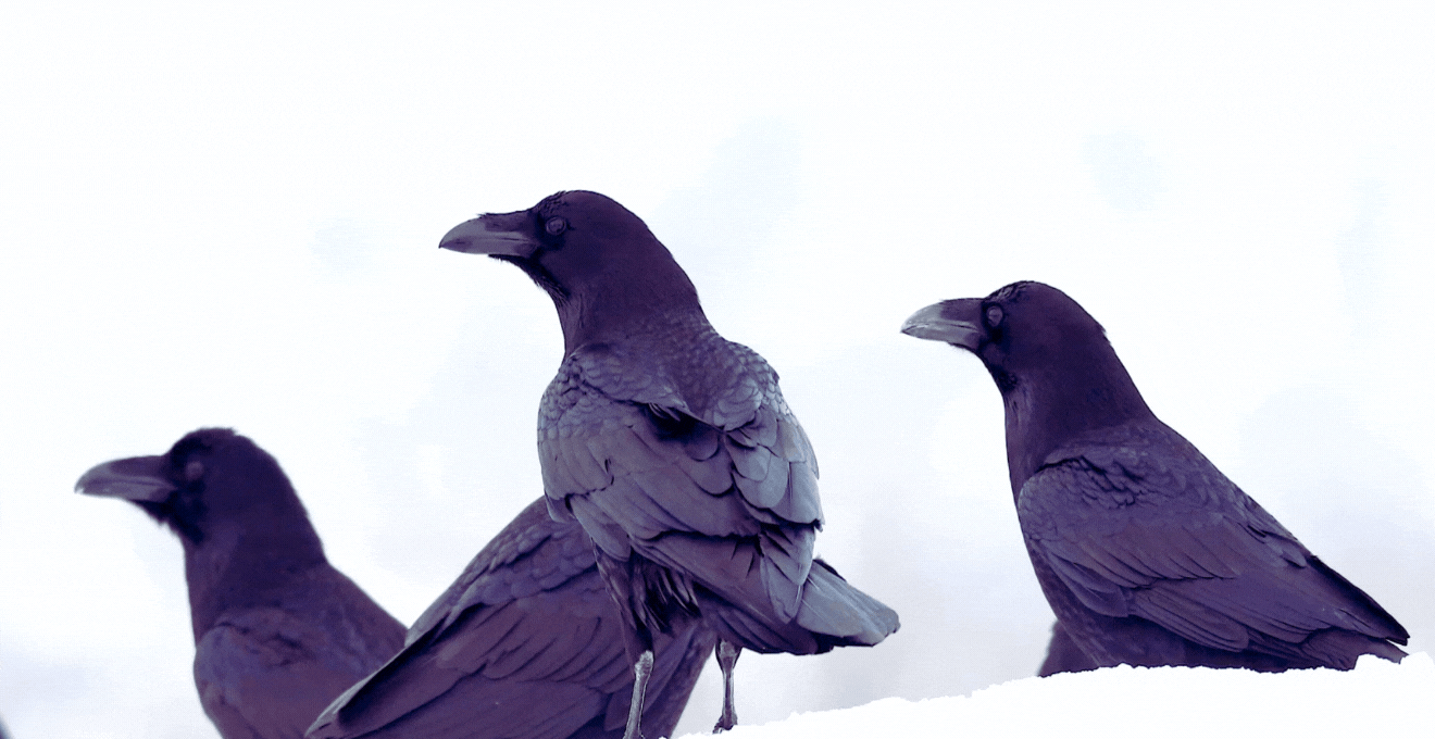 Close up branding video of three ravens in the snow, representing the Enablement Agency Flock